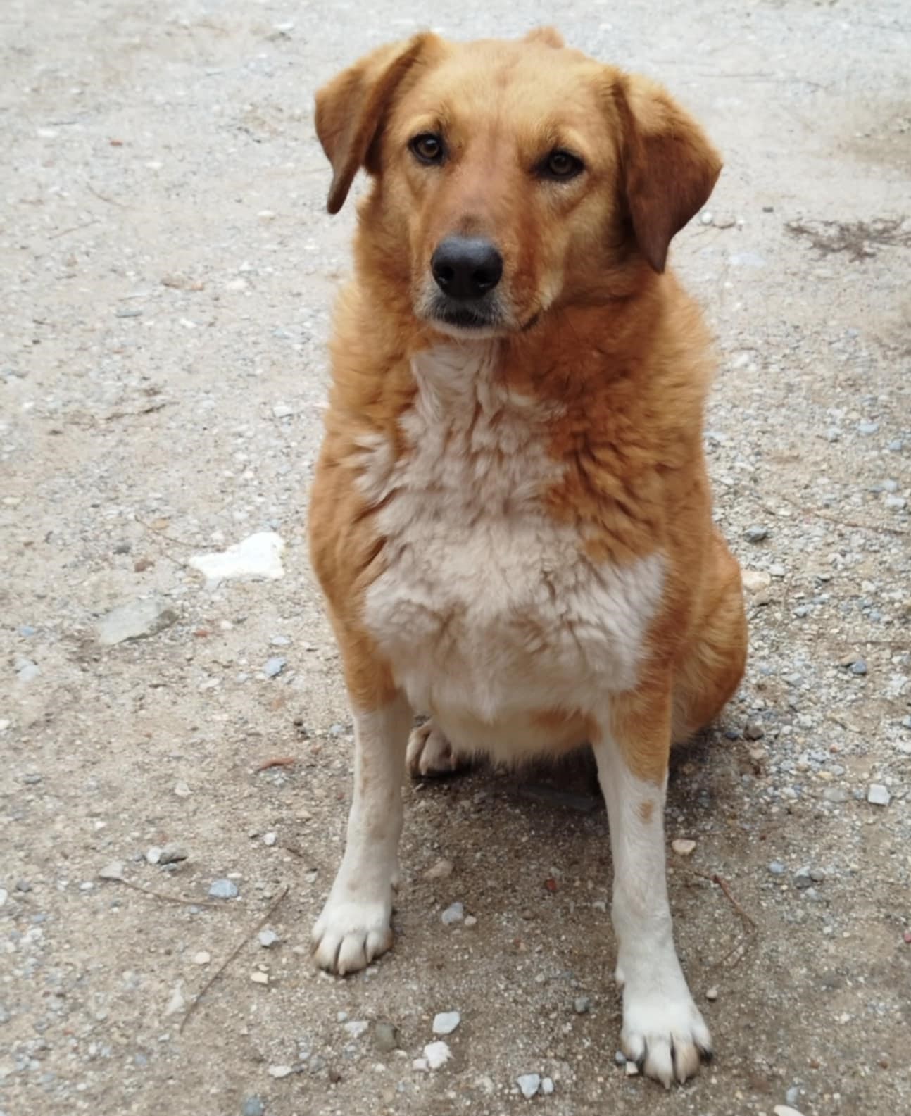 Melia Zorro Dogsavior Dez24 1