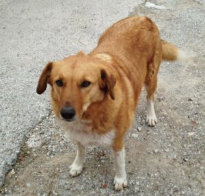 Melia Zorro Dogsavior Dez24 2