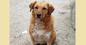 Melia Zorro Dogsavior Dez24 SocialMedia