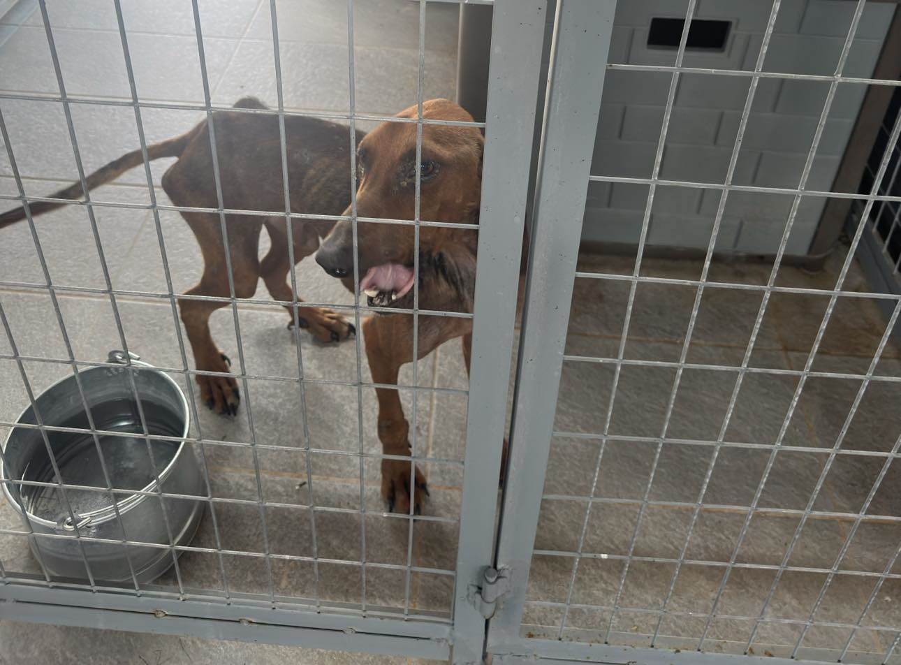 Niko Zorro Dogsavior Dez24 5