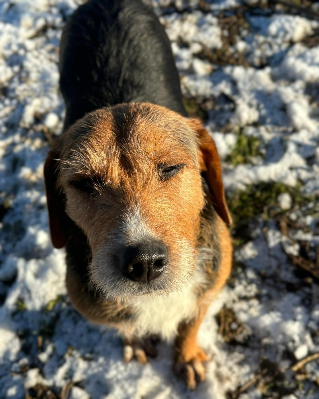Nitsa Zorro Dogsavior Jan25 2