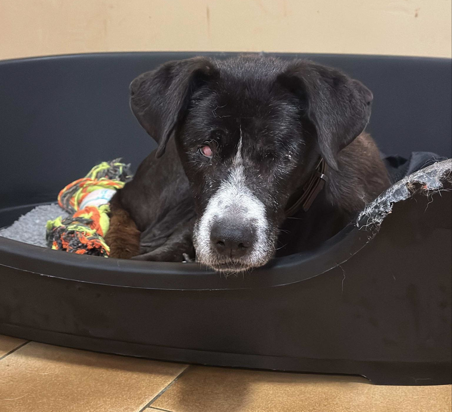 Phileas Zorro Dogsavior Nov24 1