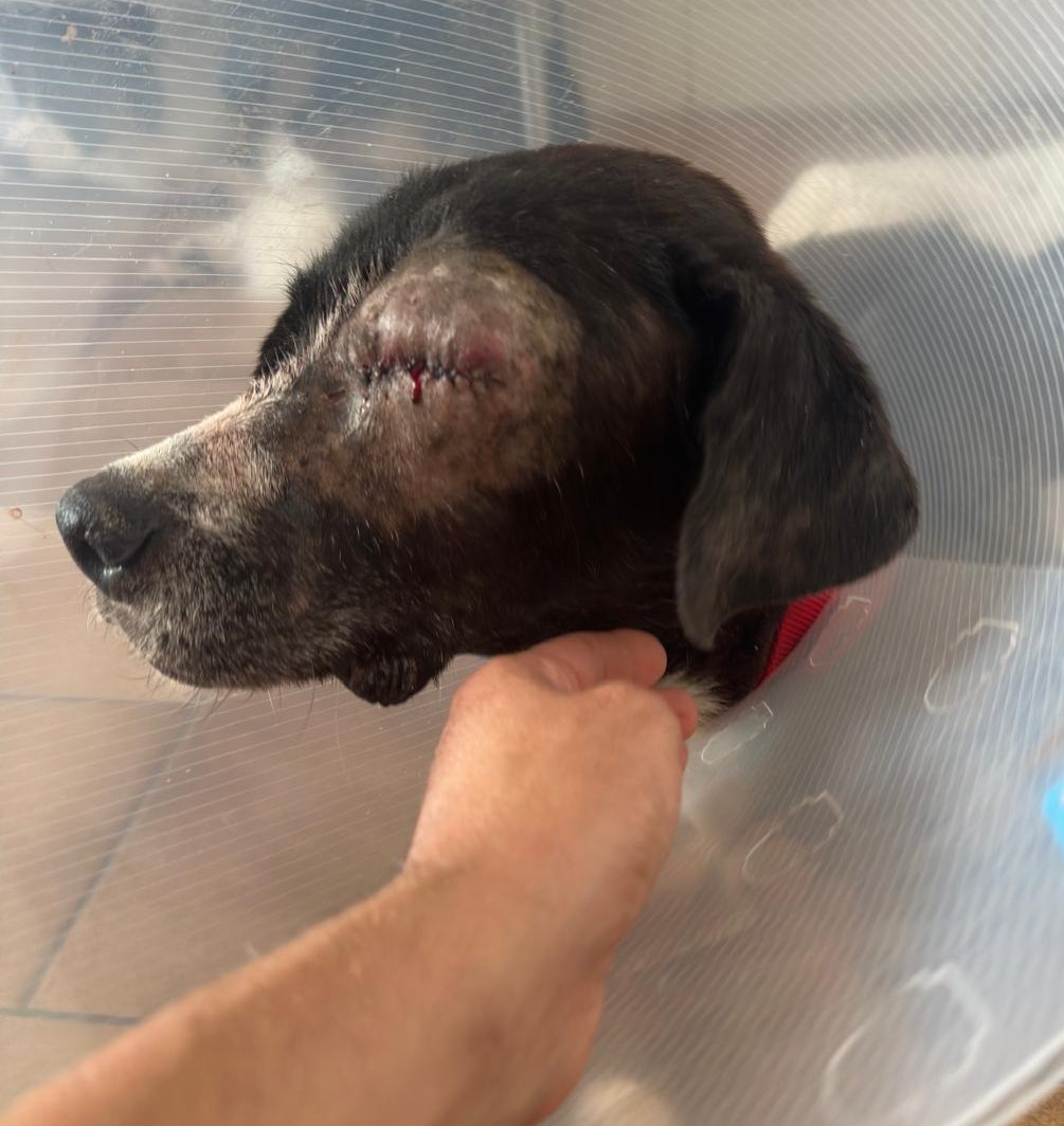Phileas Zorro Dogsavior Nov24 4