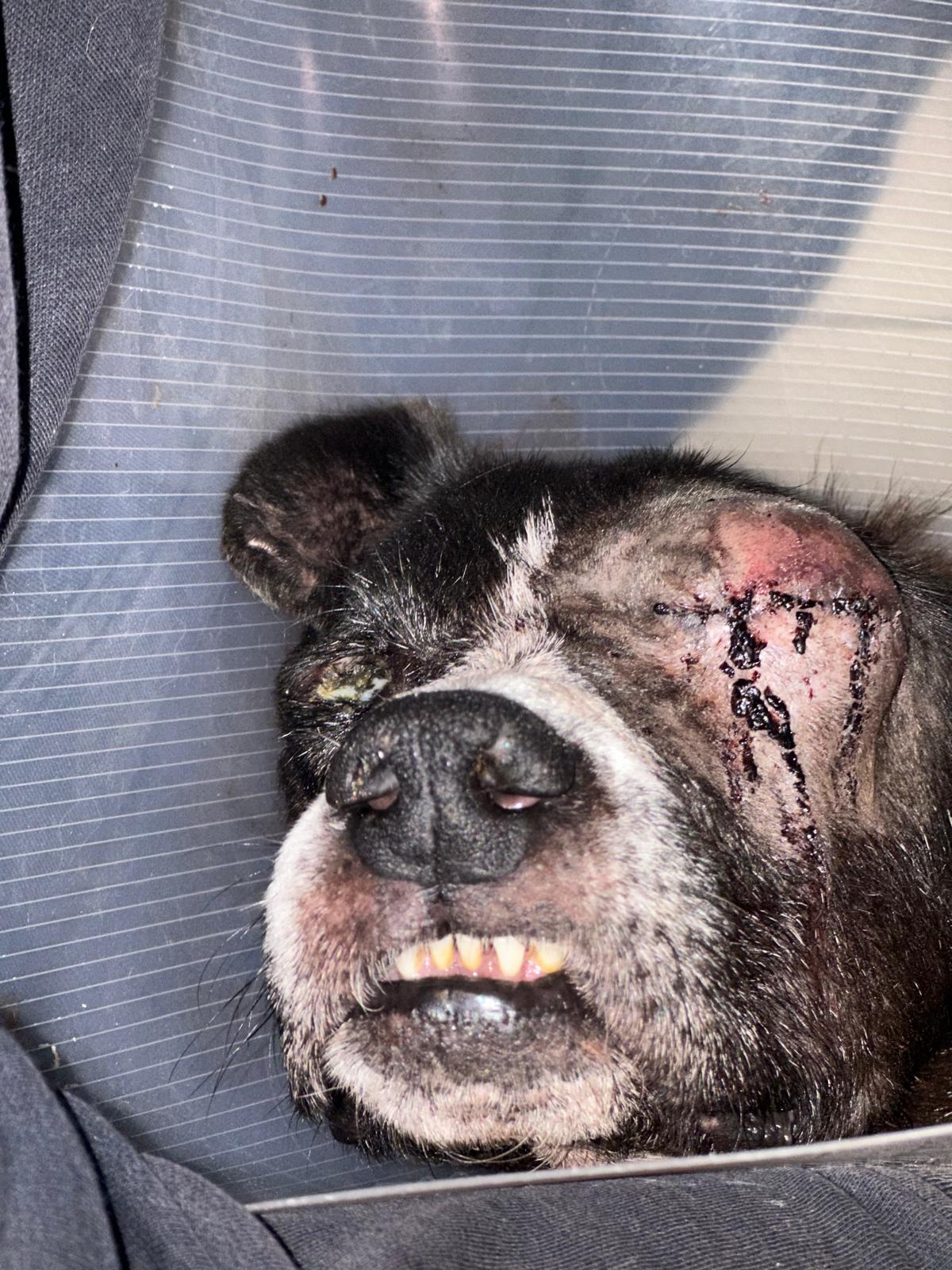 Phileas Zorro Dogsavior Nov24 5