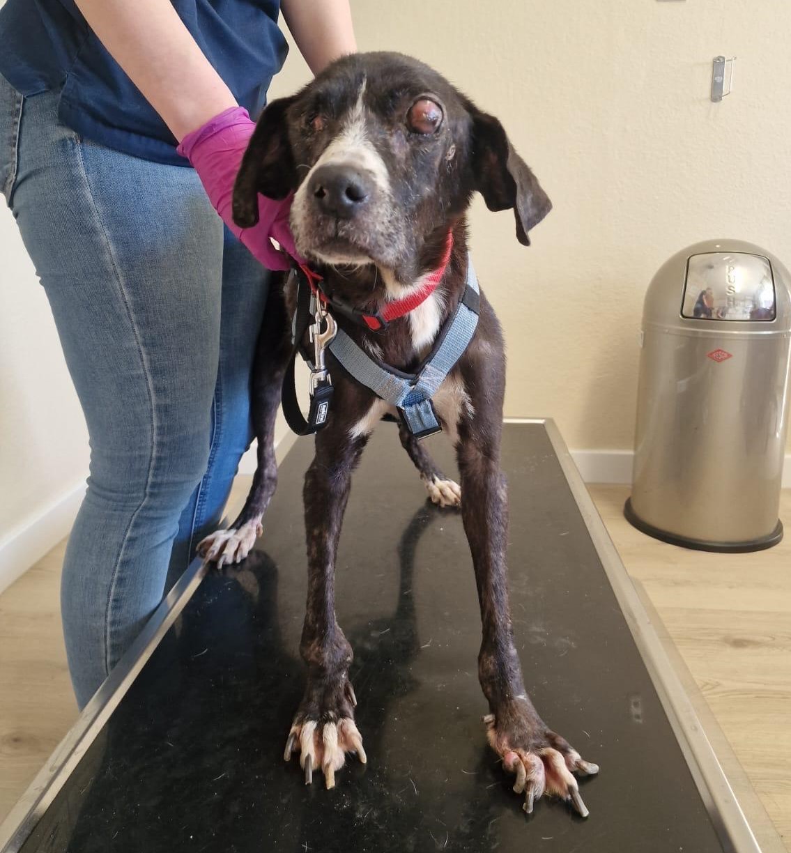 Phileas Zorro Dogsavior Sep24 1