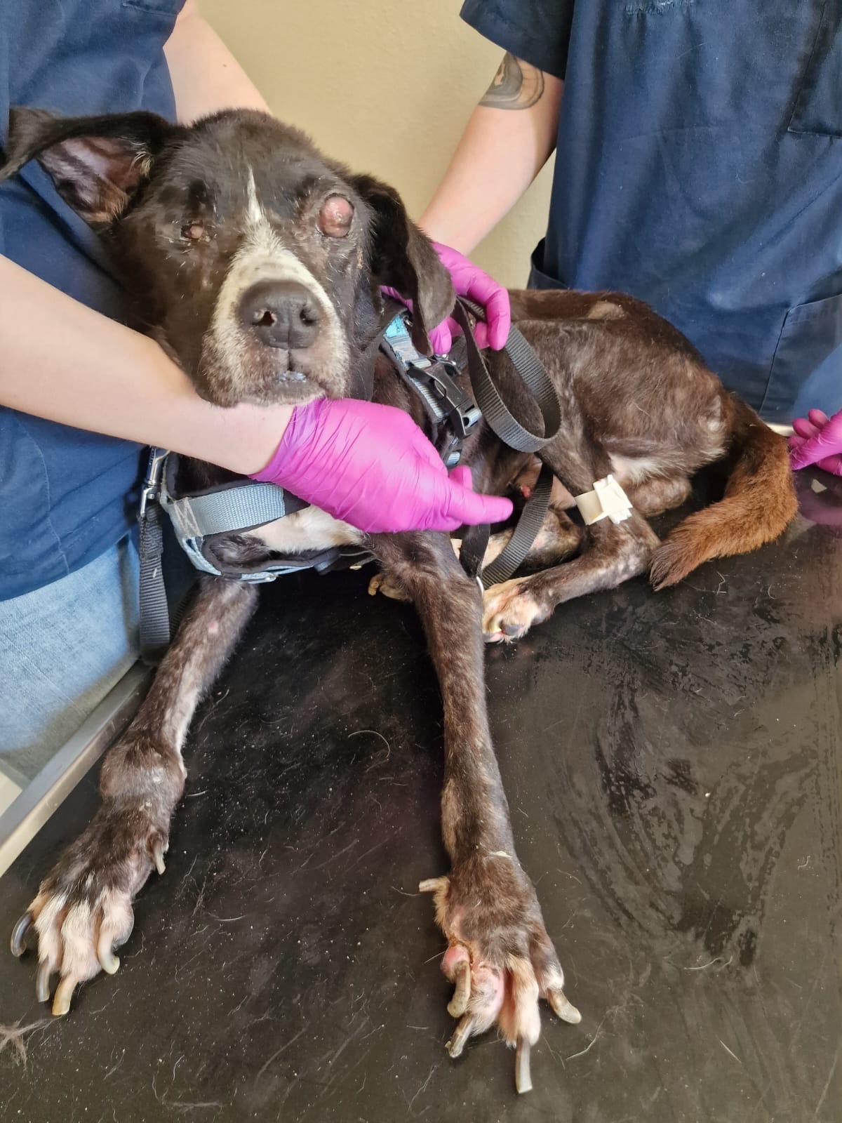 Phileas Zorro Dogsavior Sep24 2