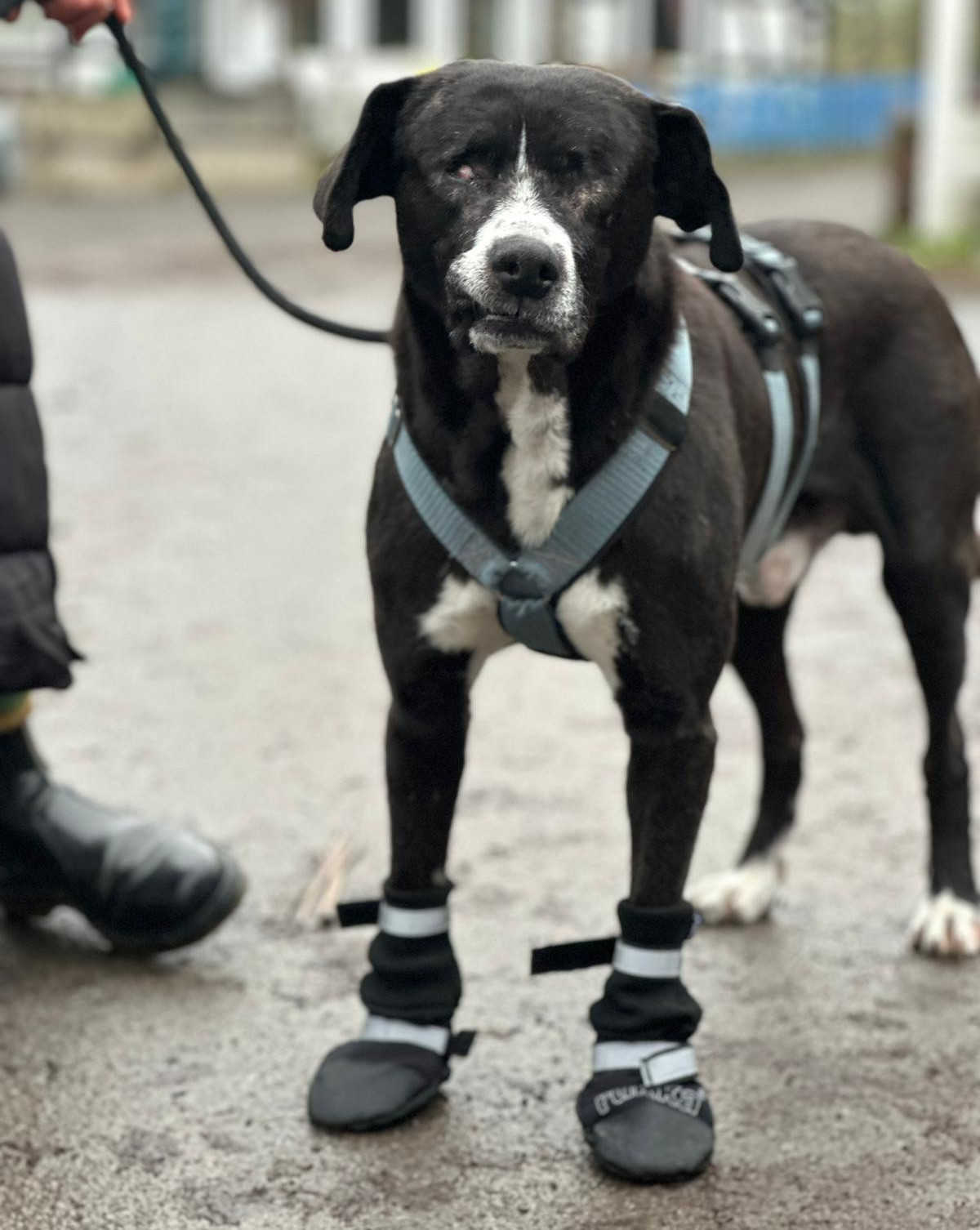Phileas Zorro Dogsavior Jan25 1