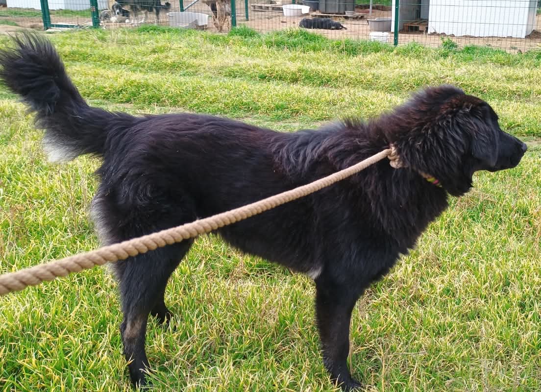 Rover Zorro Dogsavior Feb25 4