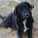 Rover Zorro Dogsavior Feb25 Beitragsbild