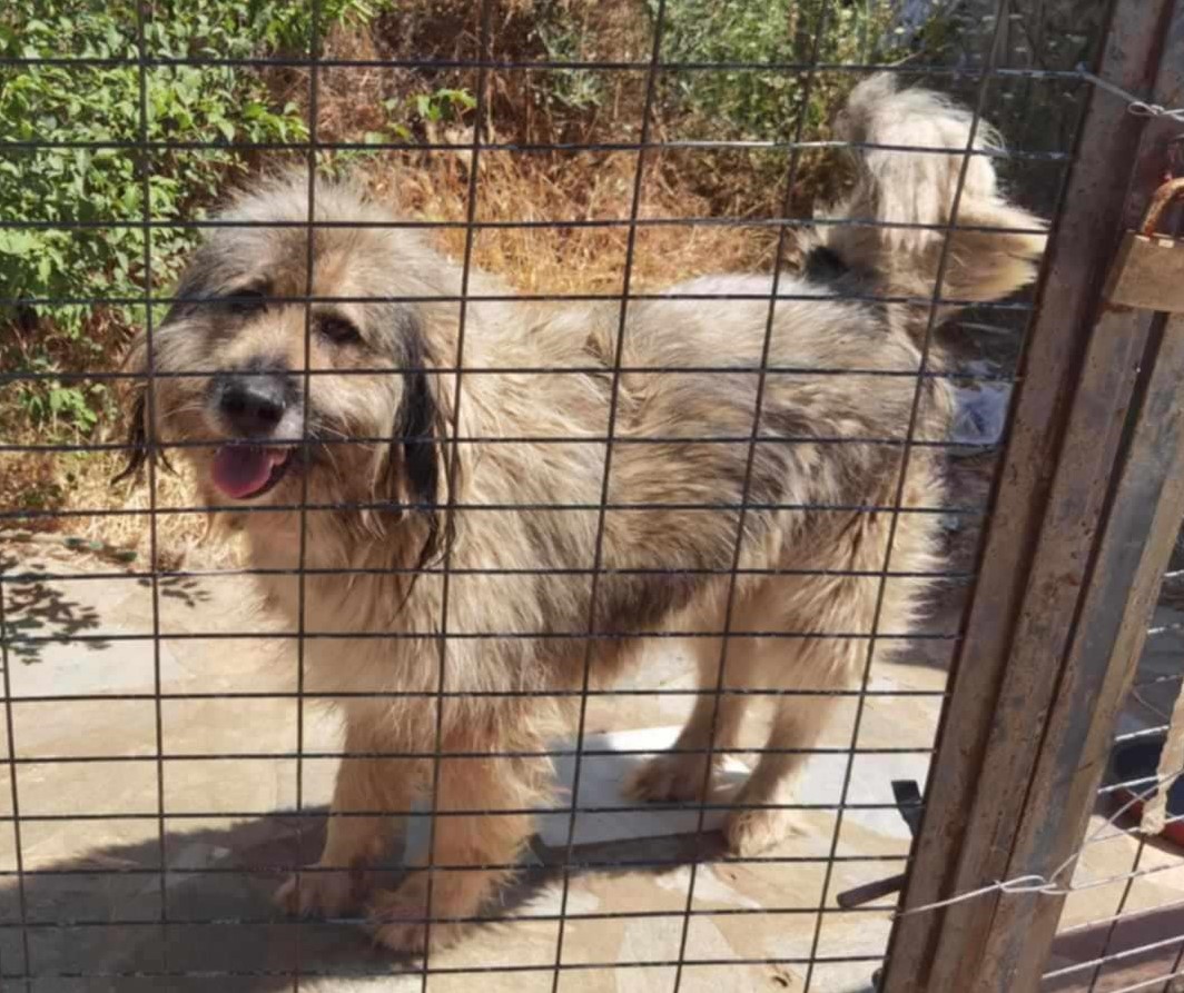Samson Zorro Dogsavior Dez24 4