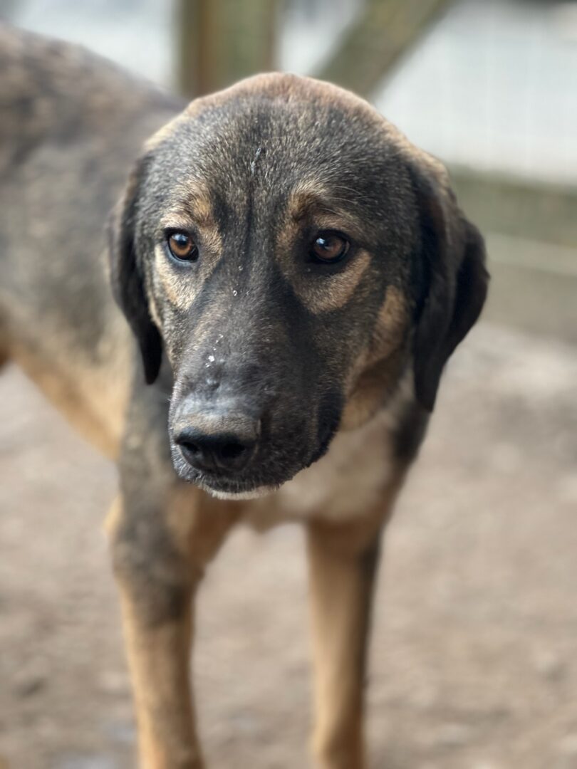 Siska Zorro Dogsavior Mär25 1
