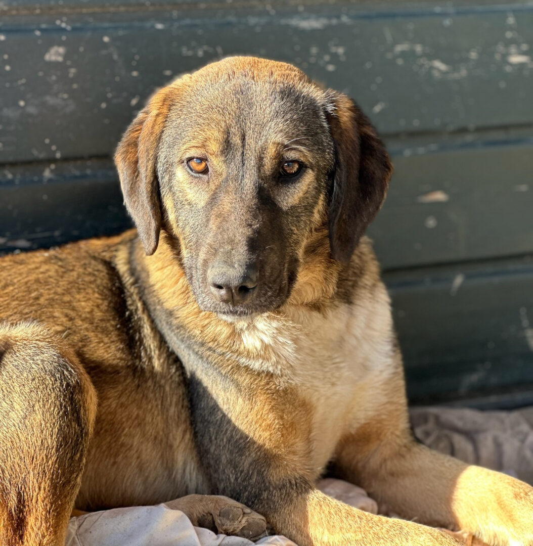 Siska Zorro Dogsavior Mär25 2