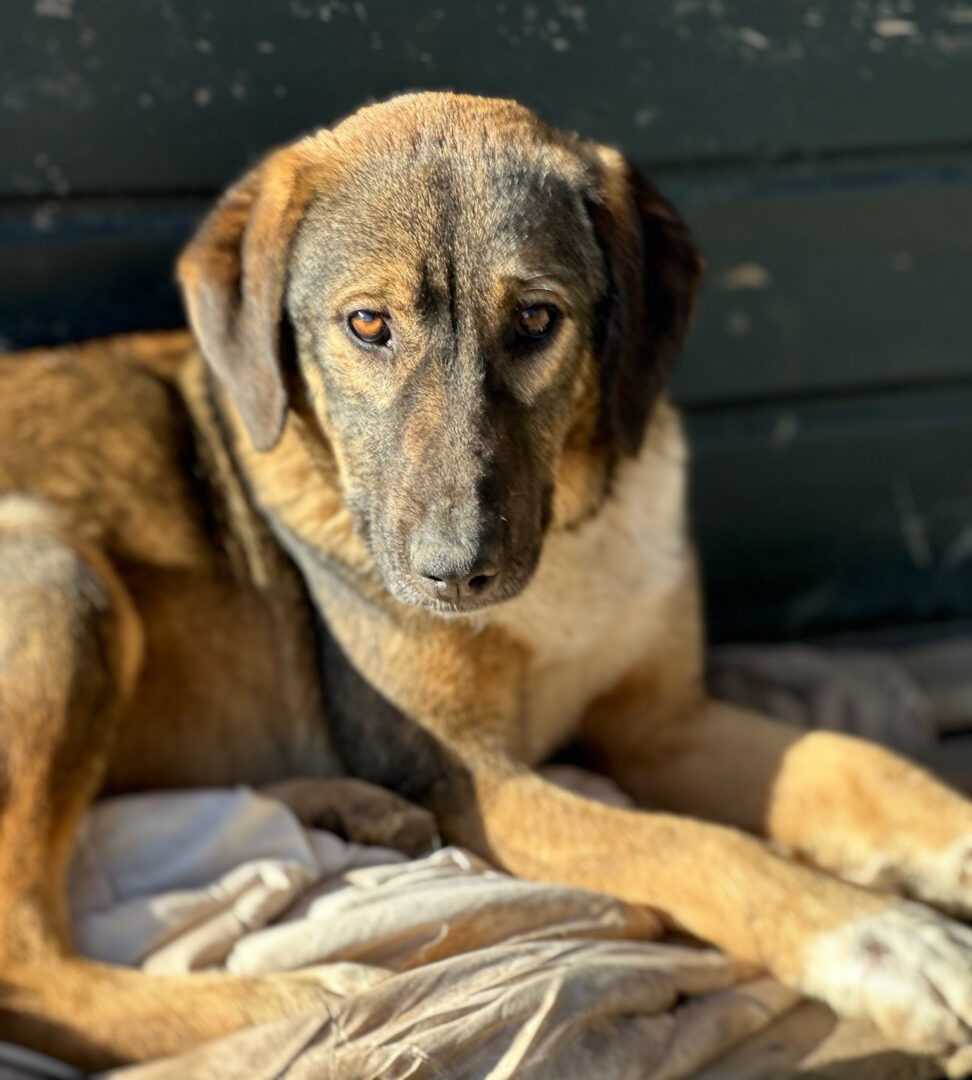 Siska Zorro Dogsavior Mär25 3