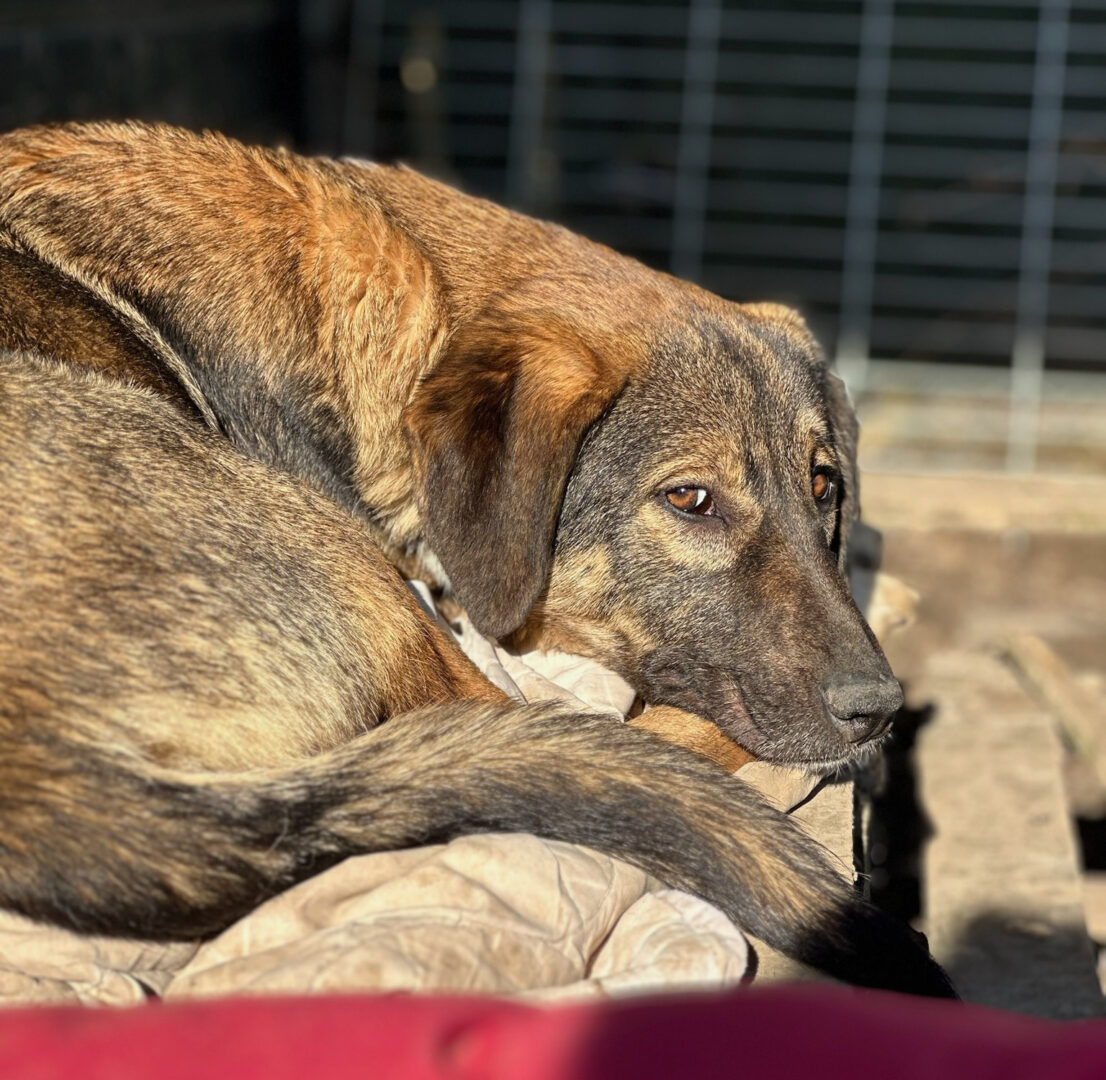 Siska Zorro Dogsavior Mär25 4