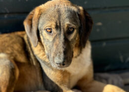 Siska Zorro Dogsavior Mär25 Beitragsbild