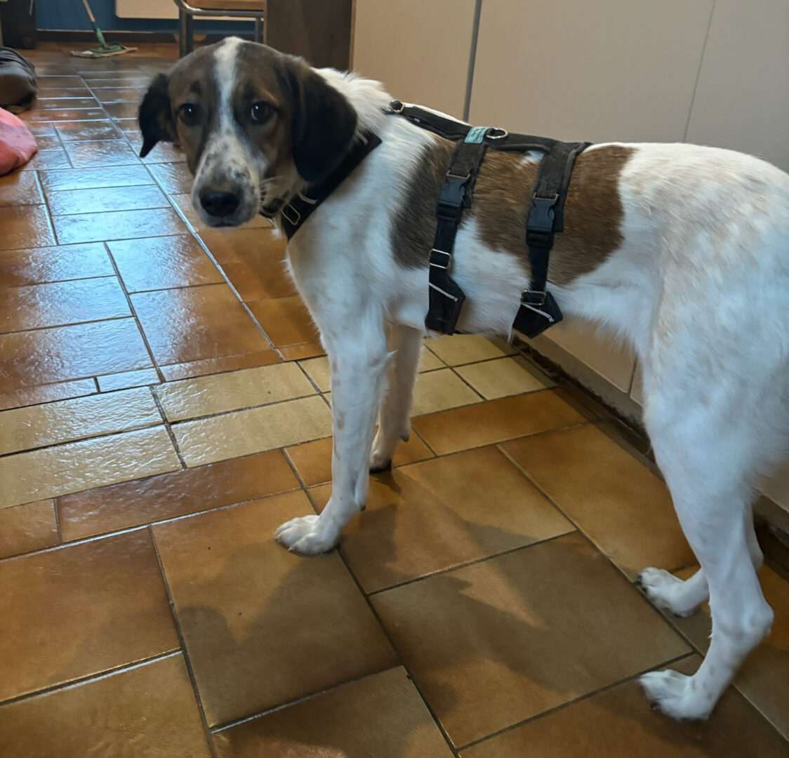 Sonora Zorro Dogsavior Apr25 2