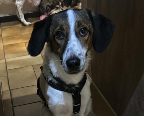 Sonora Zorro Dogsavior Apr25 Beitragsbild