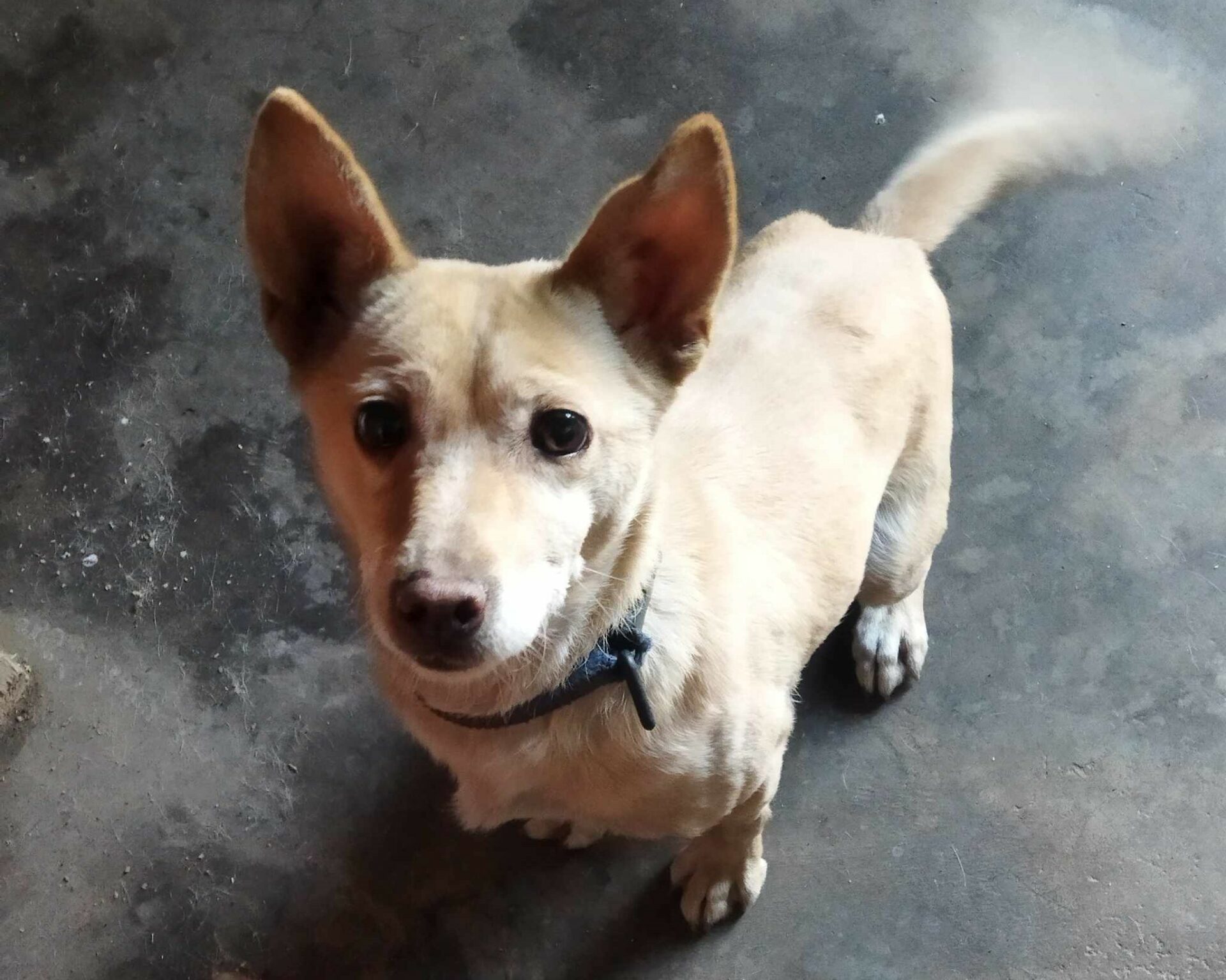 Suzie Zorro Dogsavior Dez24 1