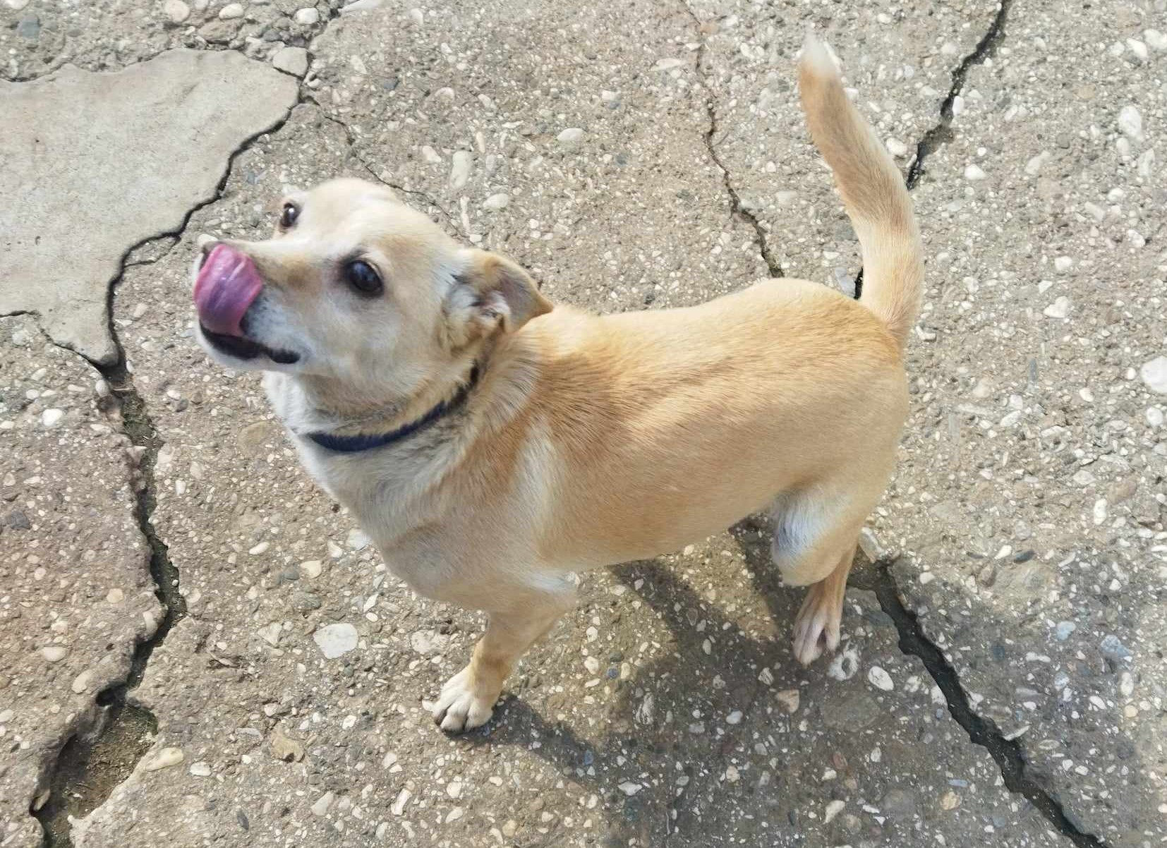 Suzie Zorro Dogsavior Dez24 2