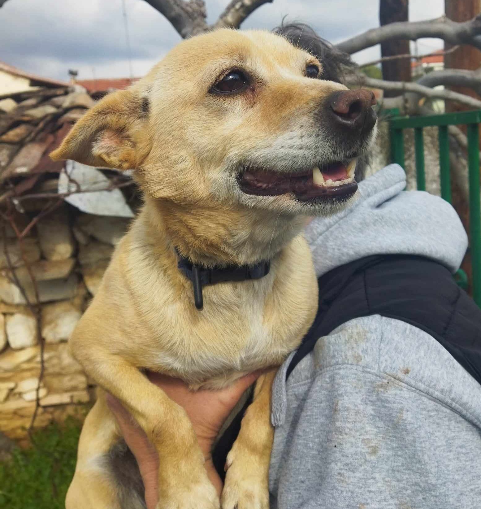 Suzie Zorro Dogsavior Dez24 3
