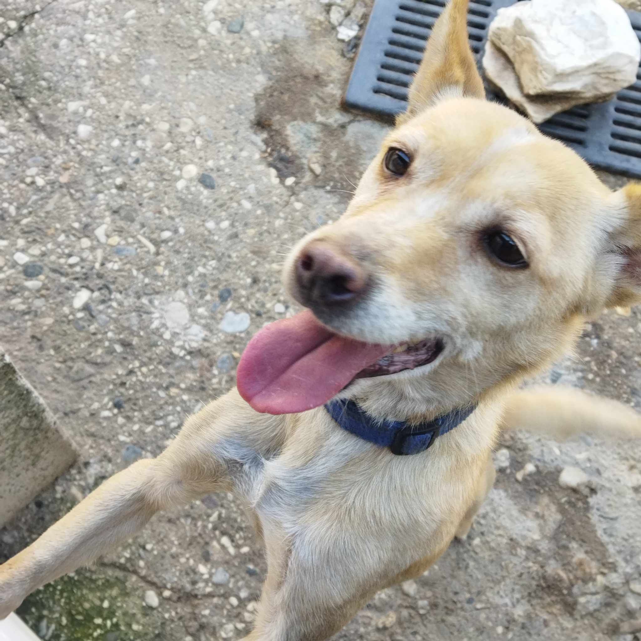 Suzie Zorro Dogsavior Dez24 4