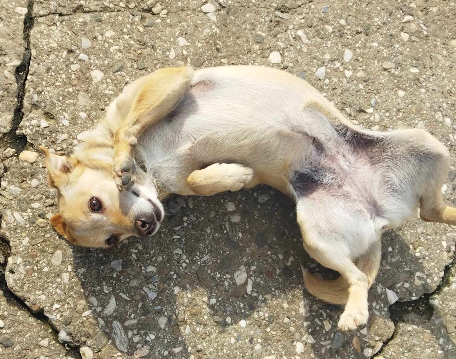 Suzie Zorro Dogsavior Dez24 5