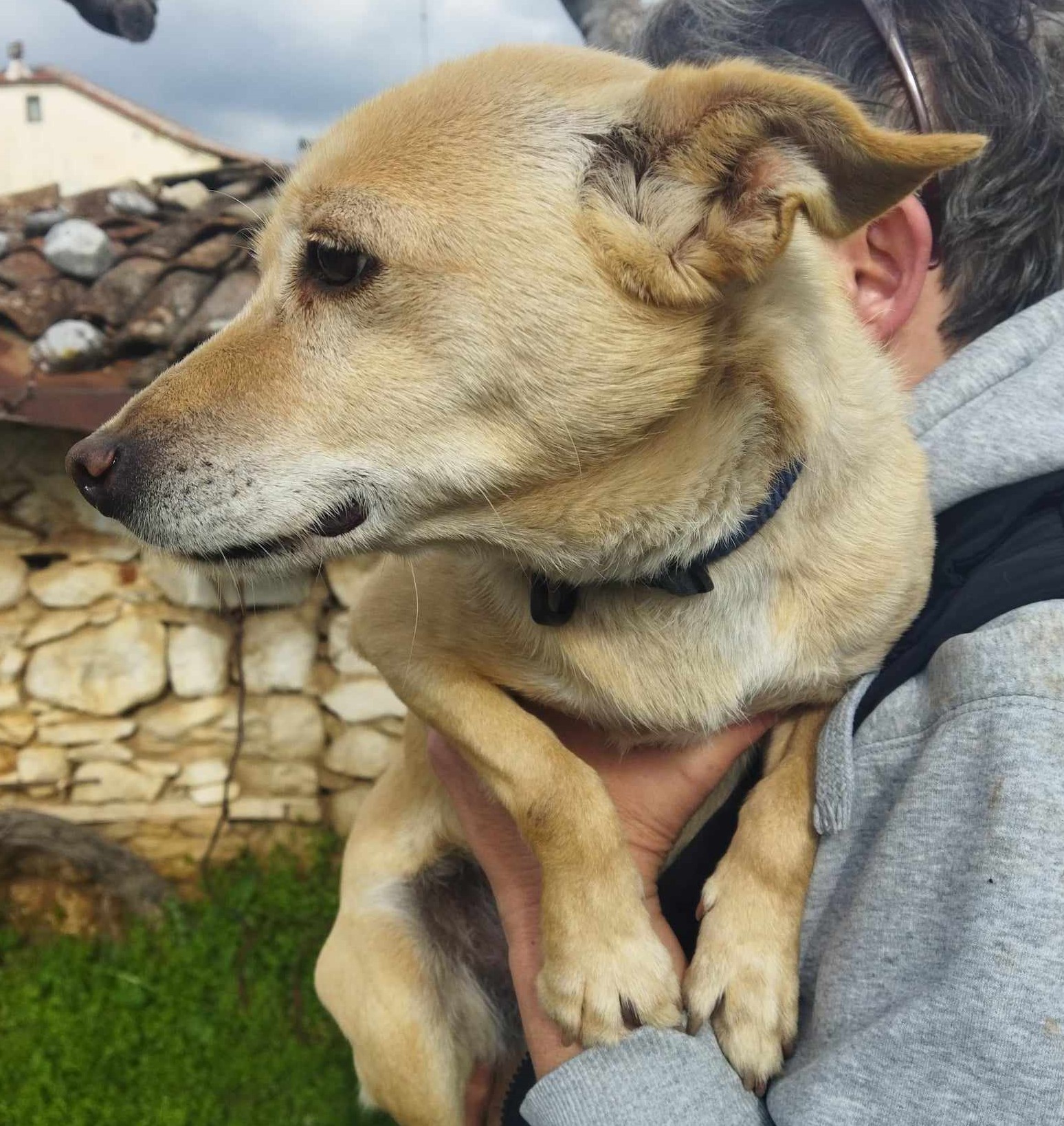 Suzie Zorro Dogsavior Dez24 6