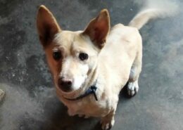 Suzie Zorro Dogsavior Dez24 Beitragsbild
