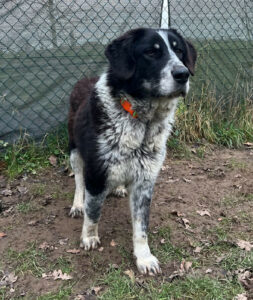 Talak Zorro Dogsavior Jan25 1