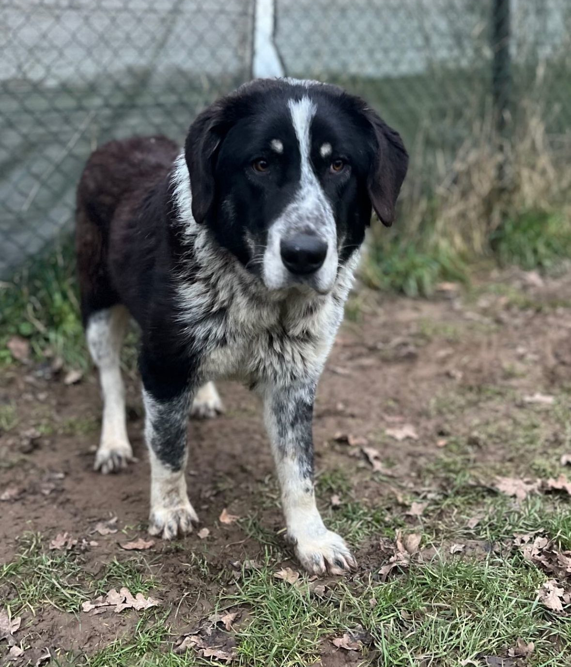 Talak Zorro Dogsavior Jan25 2