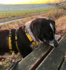 Talak Zorro Dogsavior Jan25 4