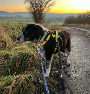 Talak Zorro Dogsavior Jan25 5