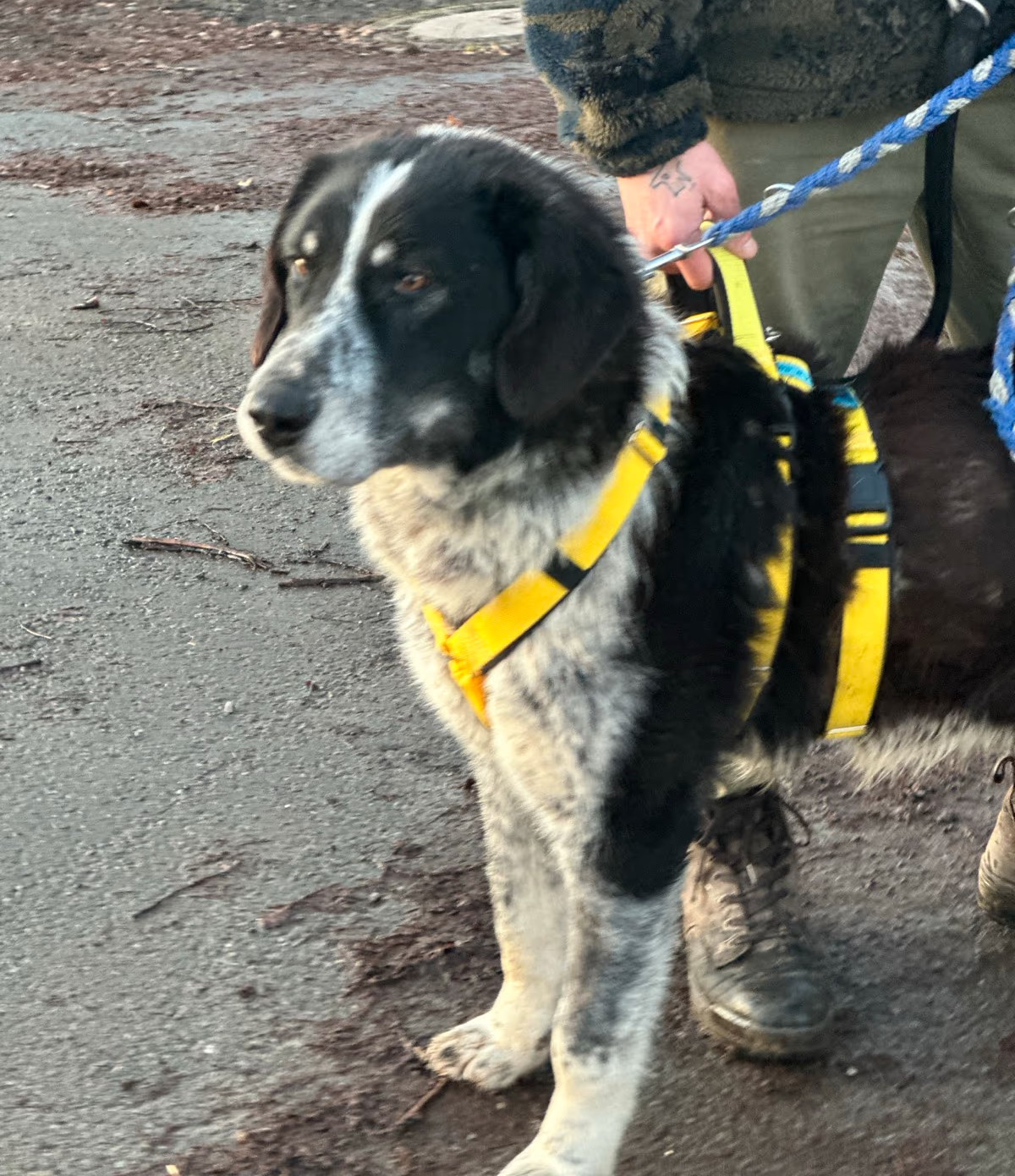 Talak Zorro Dogsavior Jan25 6