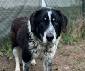 Talak Zorro Dogsavior Jan25 Beitragsbild