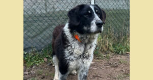 Talak Zorro Dogsavior Jan25 Social Media