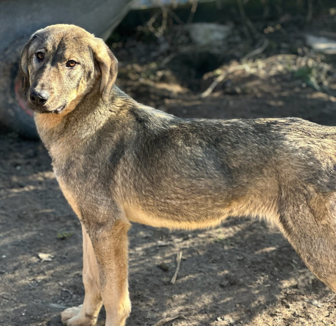 Vulitsa Zorro Dogsavior Mär25 1