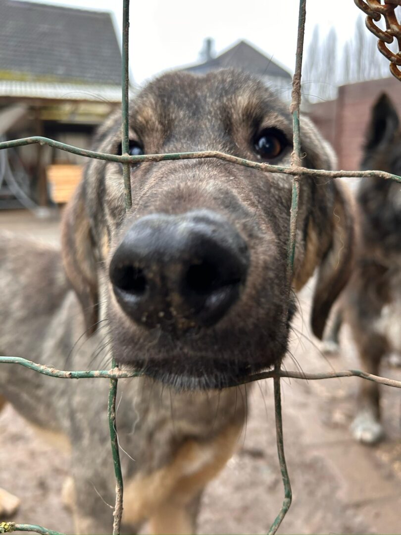 Vulitsa Zorro Dogsavior Mär25 3