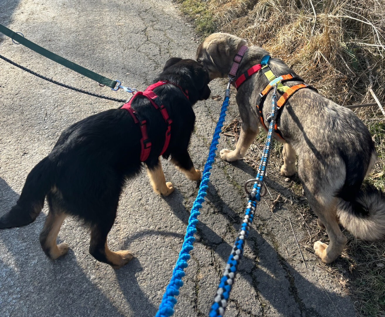 Vulitsa Zorro Dogsavior Mär25 4