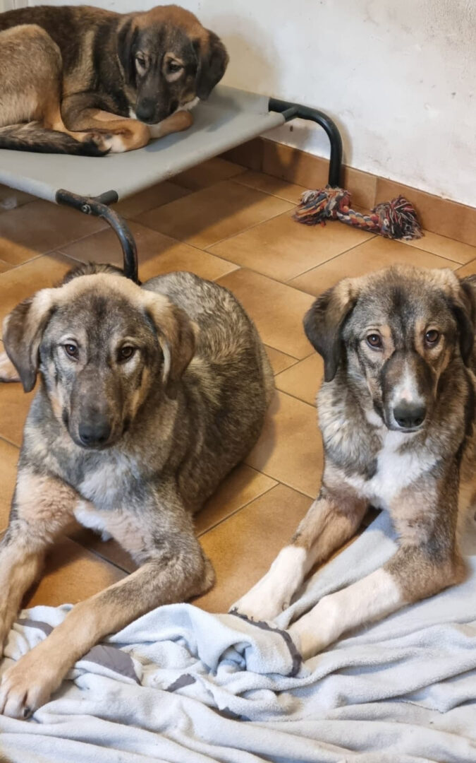 Vulitsa Zorro Dogsavior Mär25 5