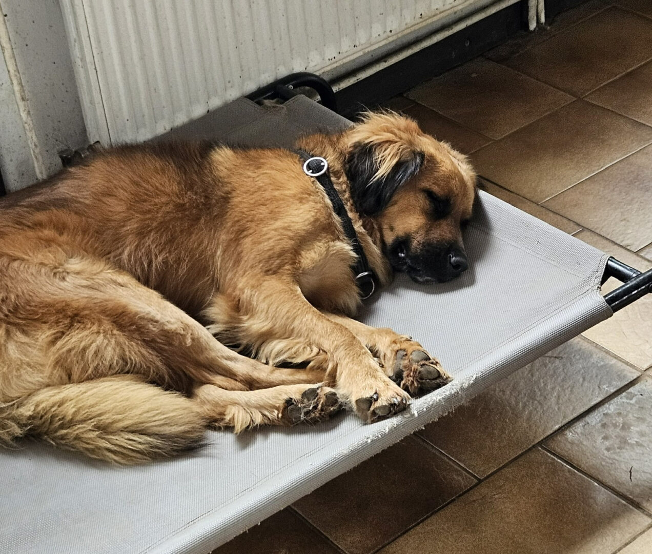 Hund schläft auf einem erhöhten Bett neben gefliesten Boden und Heizkörper.