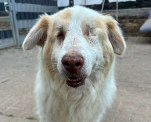 Aliki Zorro Dogsavior Sep24 Beitragsbild