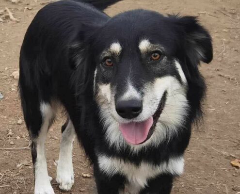 Artois Zorro Dogsavior Jan25 Beitragsbild