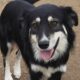 Artois Zorro Dogsavior Jan25 Beitragsbild