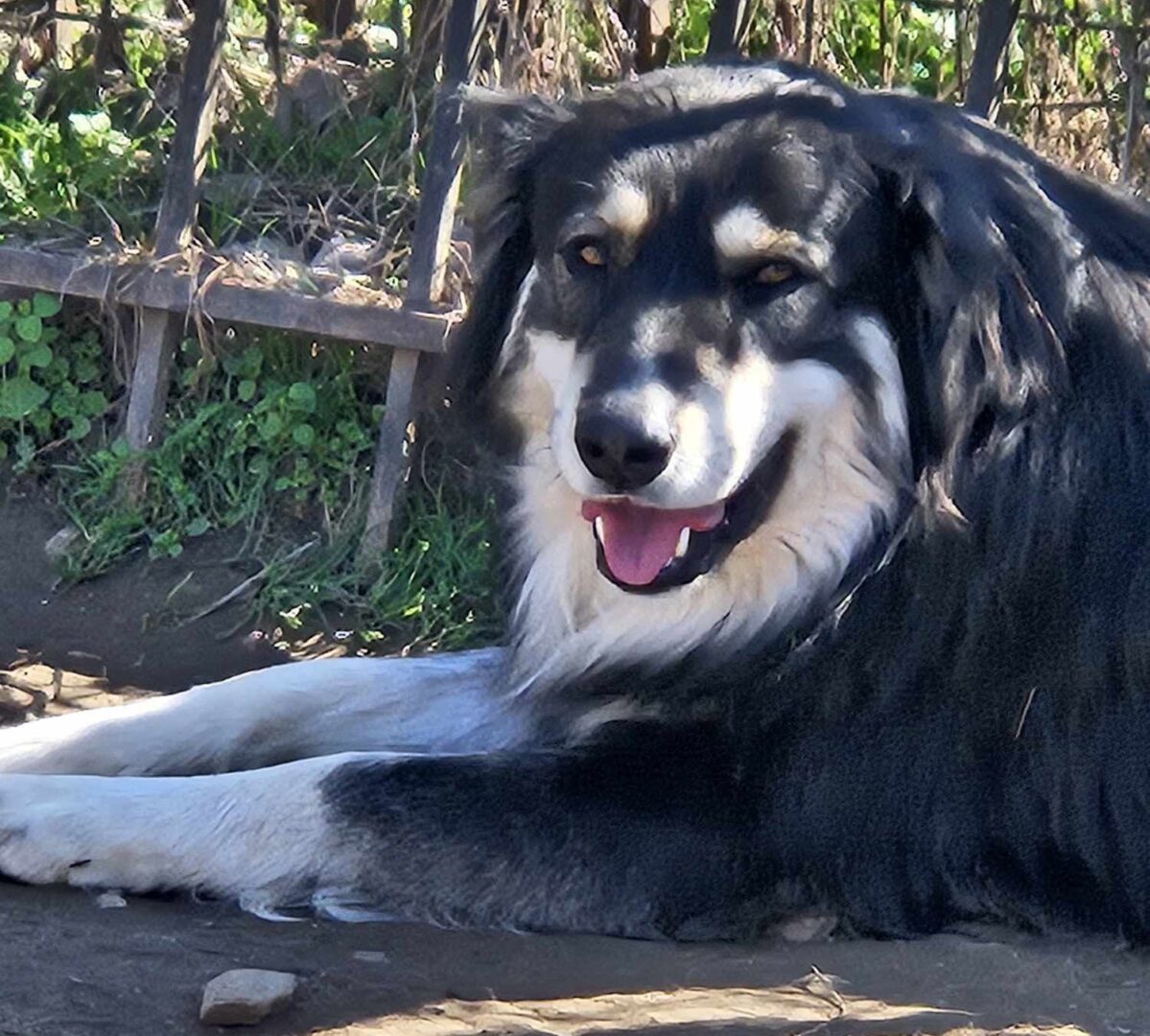 Artois Zorro Dogsavior Mär25 1