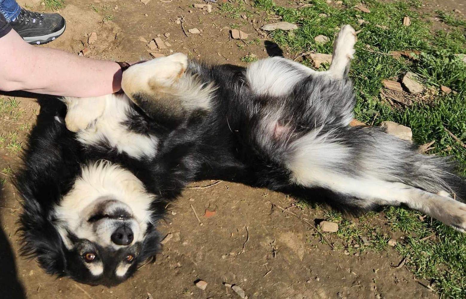 Artois Zorro Dogsavior Mär25 2