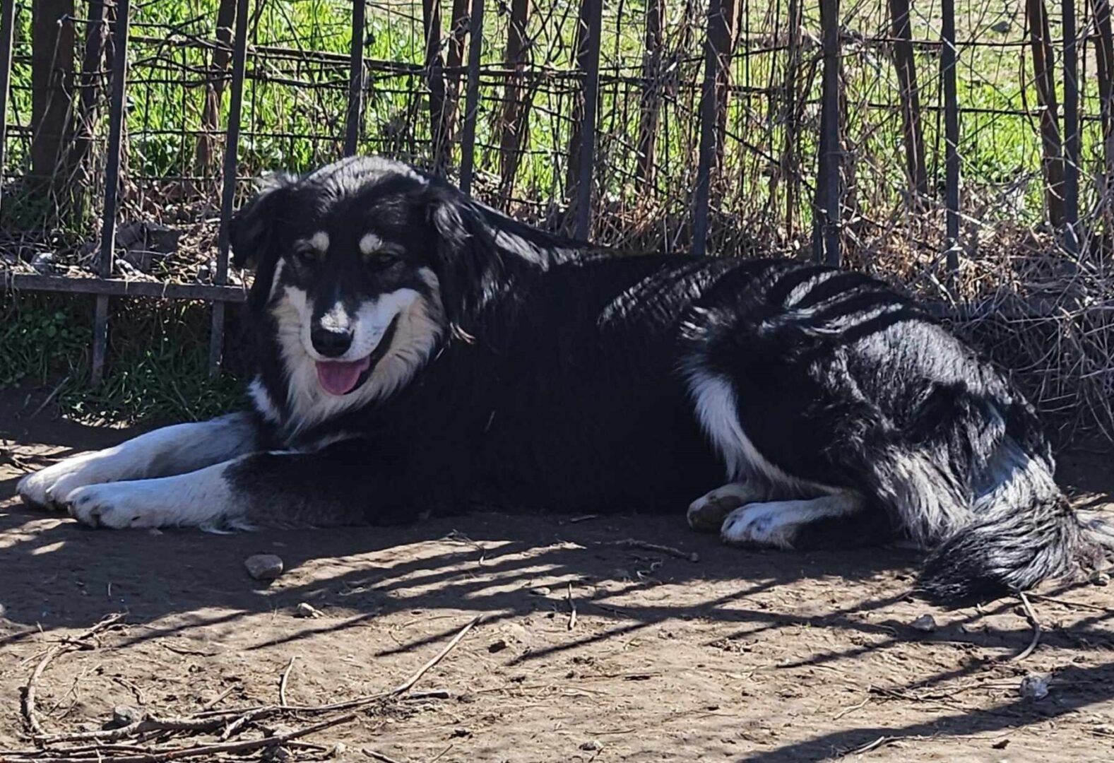 Artois Zorro Dogsavior Mär25 3