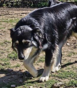 Großer Hund mit langem Fell läuft auf grasbedecktem Boden in natürlicher Umgebung.