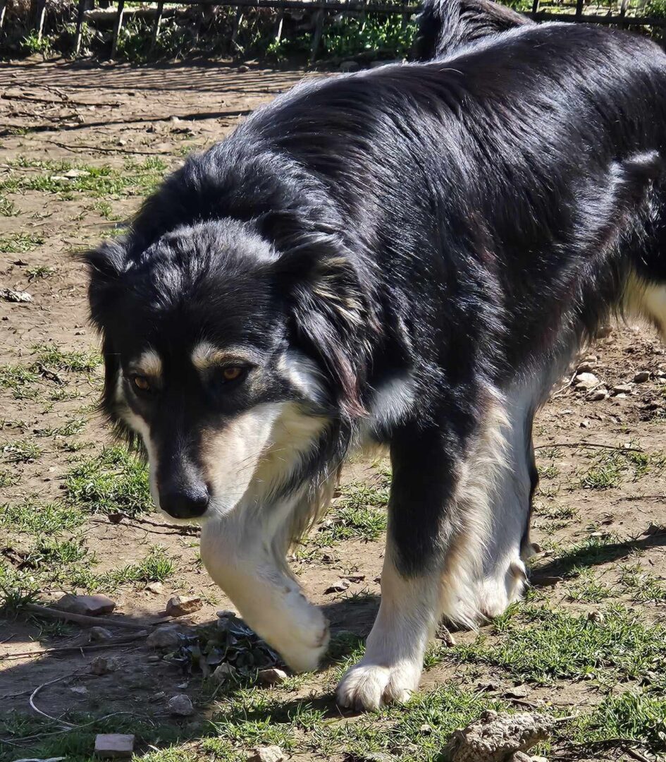 Artois Zorro Dogsavior Mär25 4