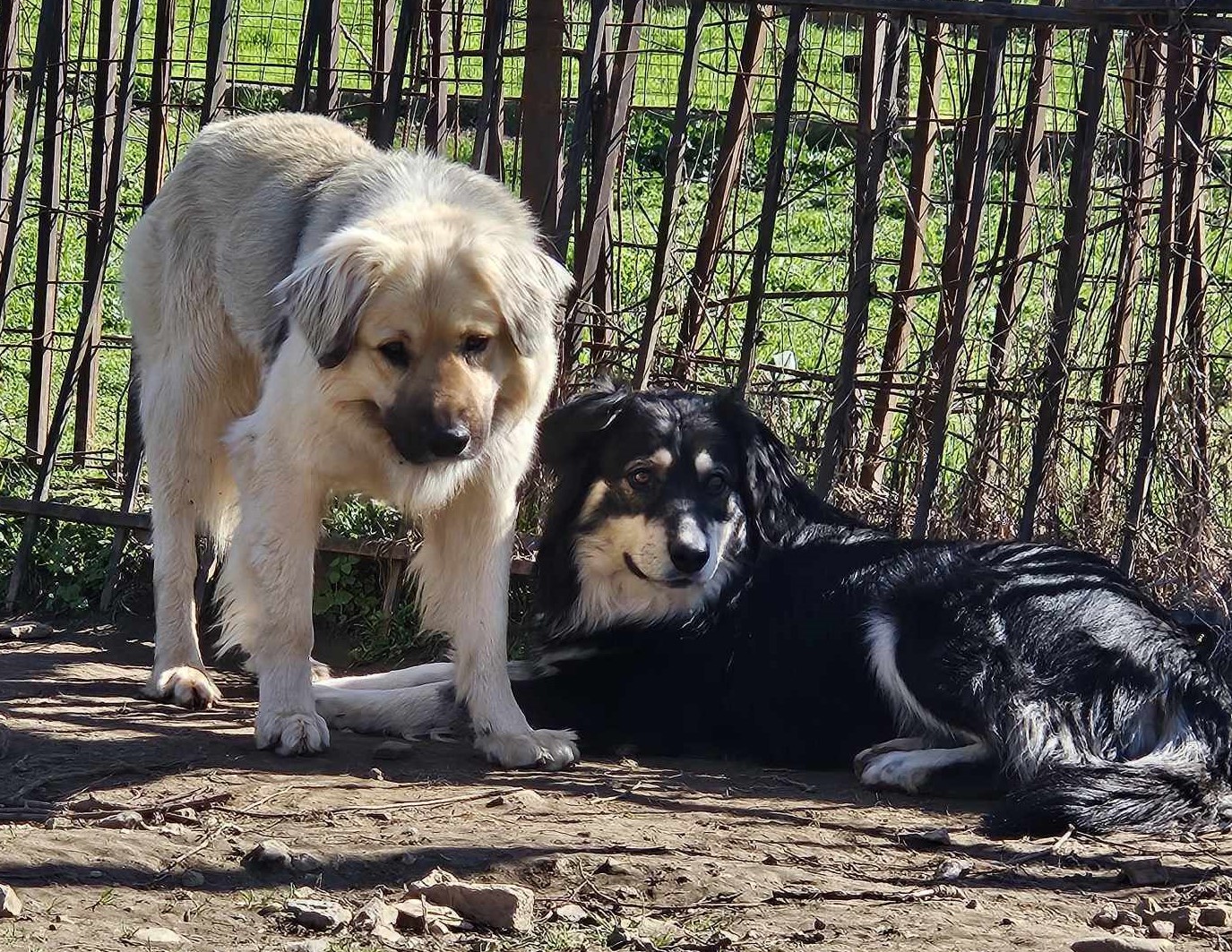 Artois Zorro Dogsavior Mär25 5