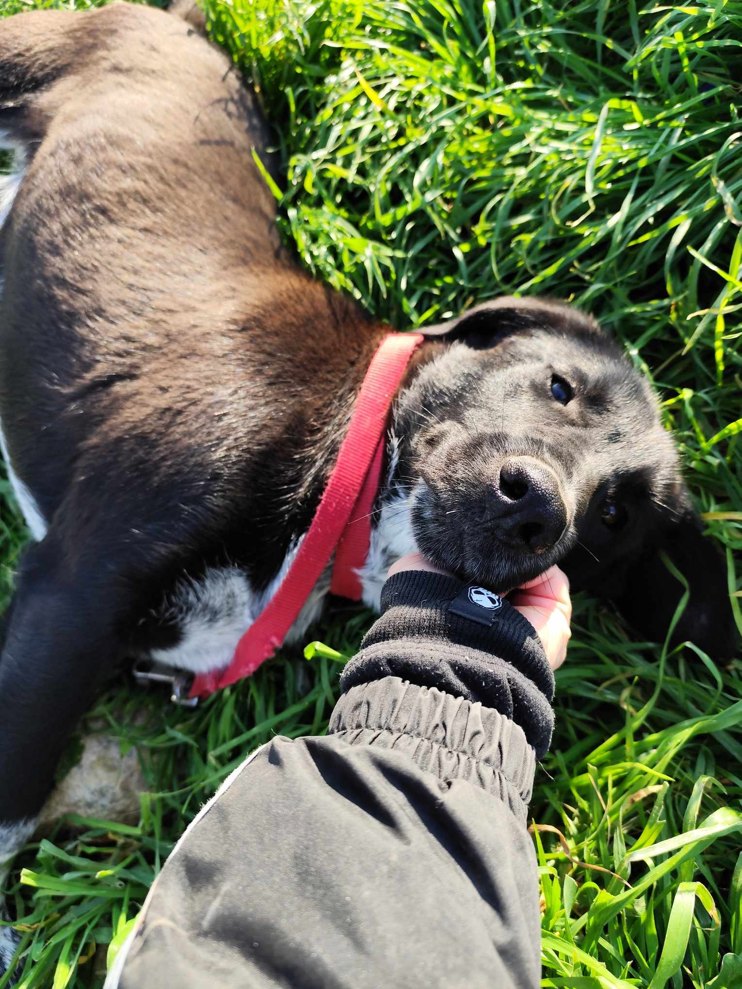 Biscuit Zorro Dogsavior Jan25 5